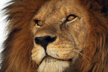 Serengeti III